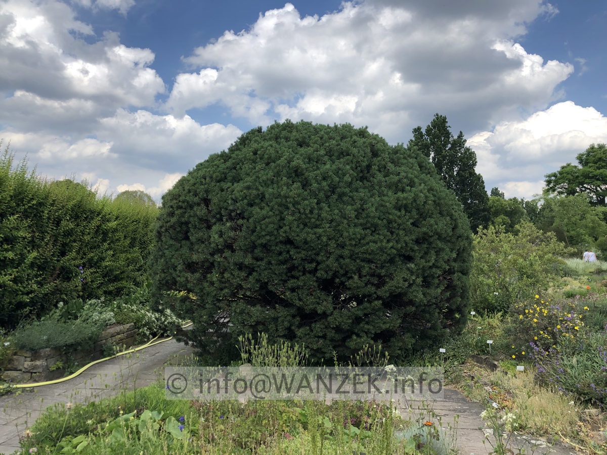Pinus mugo Mops - alt im Berggarten.JPG